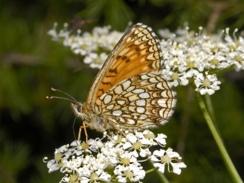 Ancora una Melitaea species - Melitaea diamina